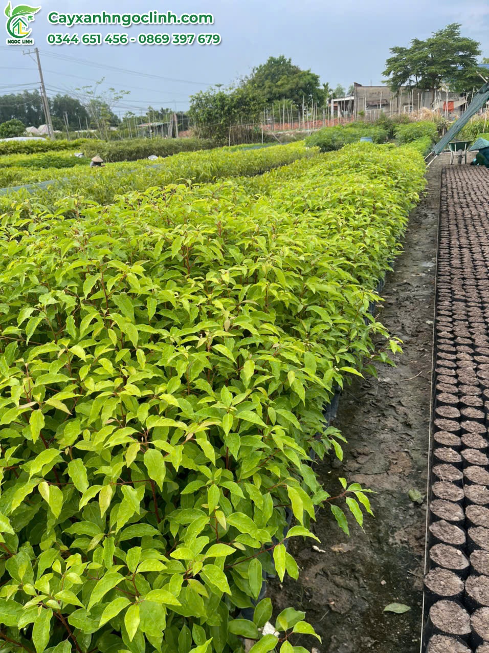Trắc giống