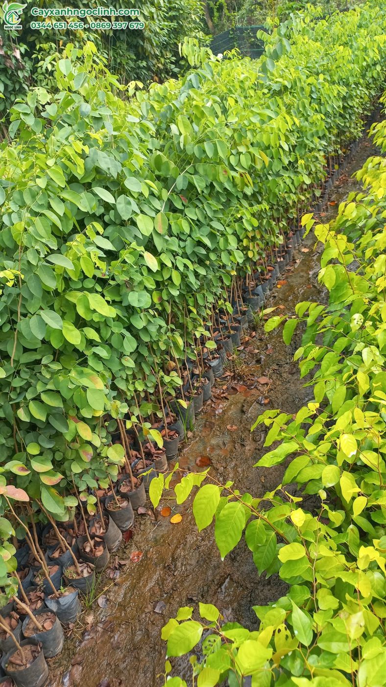 Trắc giống