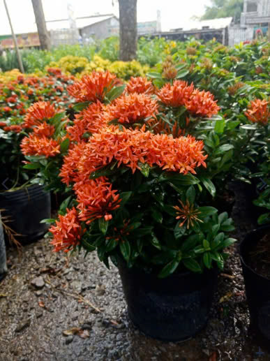 Cây Xanh Ngọc Linh