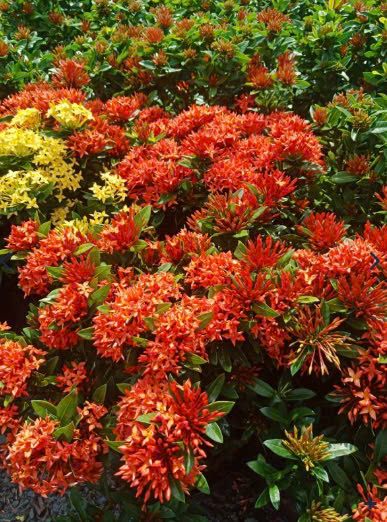 Cây Xanh Ngọc Linh