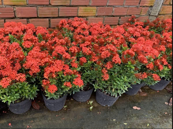 Cây Xanh Ngọc Linh