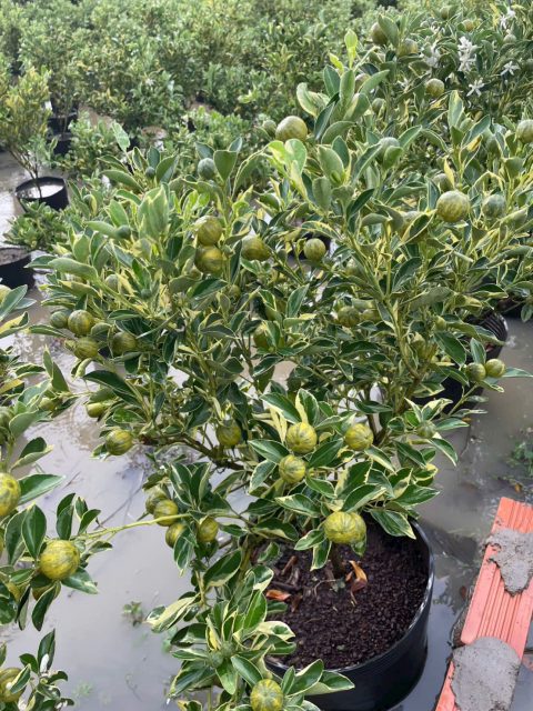 Cây Xanh Ngọc Linh